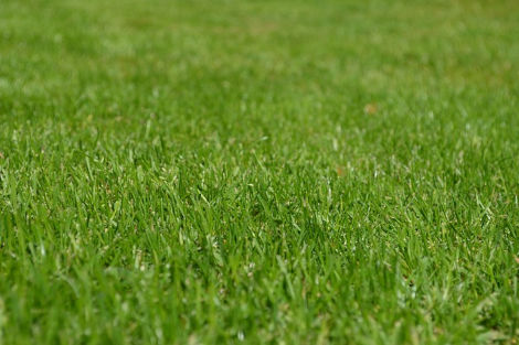 Turf supplier Braintree