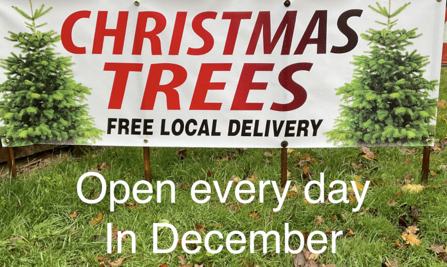 real christmas trees in dunmow, felsted, rayne, braintree